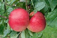 Apfel / Malus domestica Priscilla