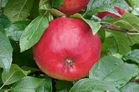 Apfel / Malus domestica Priscilla