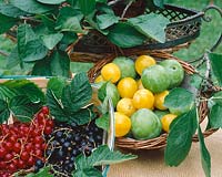 Fruits mixed / Ribes rubrum, Ribes nirgrum, Prunus domestica subsp. rotunda
