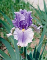 Iris x germanica Olympiad