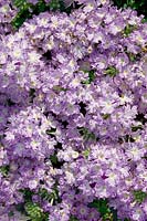 Verbena Lanai® Purple Mosaic 07