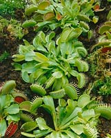 Dionaea miscipula