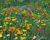 Blumenwiese / flower meadow