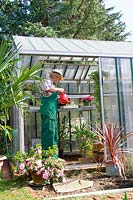 Gardener working in the glasshouse