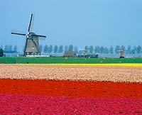 Field with tulips and windmill