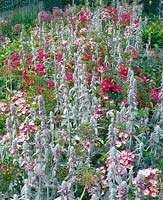 Border with Stachys byzantina and roses