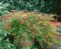 Fuchsia Genii
