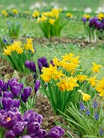 Spring awakening with Narcissus and Crocus in the garden