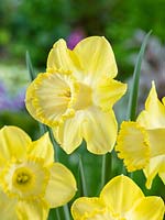 Narcissus Trumpet Honeybird
