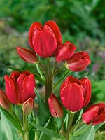 Tulipa Triumph Merry-Go-Round