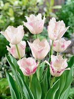 Tulipa Crispa Crispy Blush