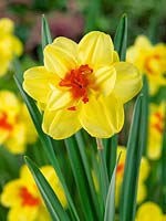 Narcissus Double Ascot