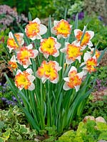 Narcissus Large Cupped Taurus