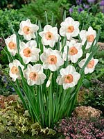 Narcissus Large Cupped Sophie Girl