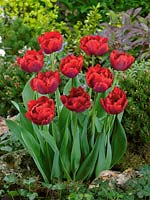 Tulipa Double Early Alliance