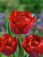 Tulipa Double Early Alliance
