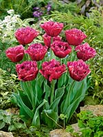 Tulipa Crispa Mascotte