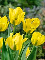 Tulipa viridiflora Yellow Springgreen