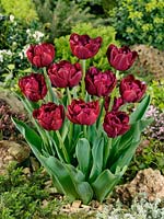 Tulipa Double Late Antraciet
