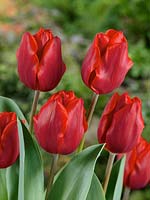 Tulipa Triumph Coleur Cardinal