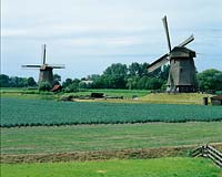 Dutch windmills and fields