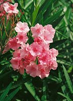 Nerium oleander double pink