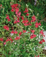 Salvia microphylla Grahamii