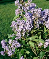 Syringa vulgaris Wedgewood Blue