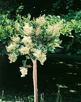 Ligustrum japonicum Texanum