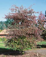 Cornus alternifolia in autumn