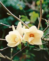 Magnolia macrophylla Manchu Fan