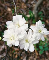 Magnolia kobus Spring Snow