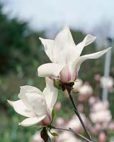 Magnolia Amoena