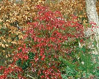 Mahonia aquifolium Undulata und Carpinus betulus in winter