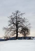 Quercus robur in winter