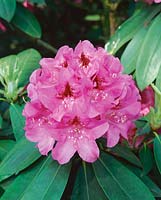 Rhododendron Excellence
