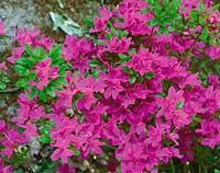 Rhododendron x obtusum Diamant Purpur