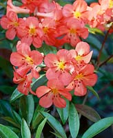 Vireya Rhododendron Highland Arabesque