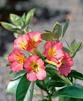 Vireya Rhododendron Calvar