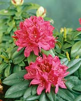 Rhododendron Old Port