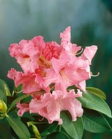Rhododendron Douglas R. Stephens