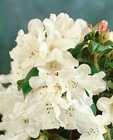 Rhododendron Cow Bell