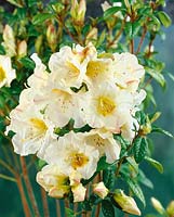 Rhododendron Lady Alice Fitzwilliam