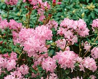 Rhododendron Anne Baldsiefen