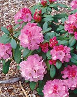 Rhododendron Chelsea Seventy