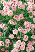 Rhododendron Prince Camille de Rohan