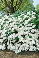 Rhododendron Hybrid white