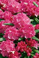 Rhododendron yakushimanum rose