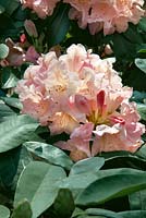 Rhododendron  Souvenir of W.C. Slocock