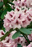 Rhododendron Kordesa
